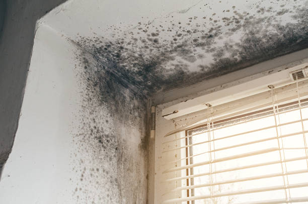 Trusted Mold Testing service in Marion, VA - Cheap Mold Removal