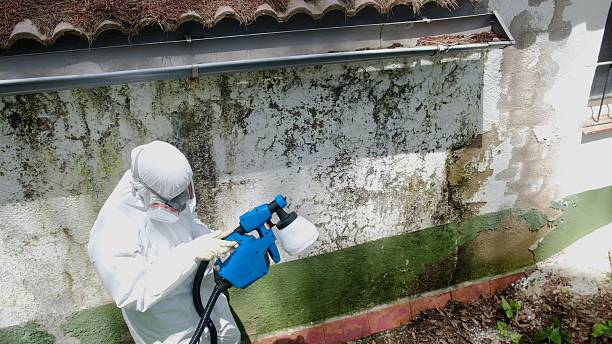 Top rated local Mold Cleanup specialists in Marion, VA